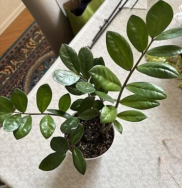 diffenbaxiya bitkisi: Zamioculcas zamiifolia (ZZ bitkisi) – dekorativ otaq bitkisi - Parlaq — 2