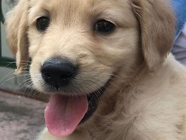 oğlan it adları: Retriever, 2 ay, Erkek, Peyvəndli, Ünvandan götürmə — 4