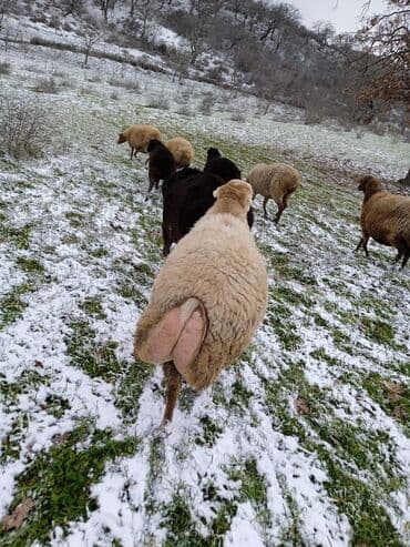 Индюшки: Самка, лет: 2, 80 кг, Для разведения — 6