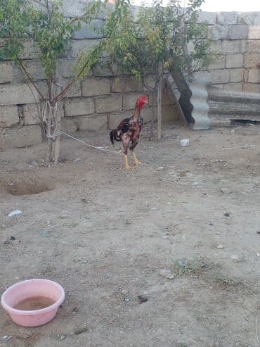 K/t heyvanları üçün mallar: Xoruz, il: 1, Ünvandan götürmə — 6