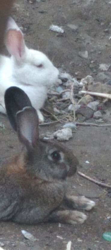 выведение новых пород животных: Другие животные — 2