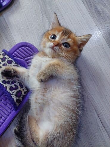 купить шотландского котенка: Шотландская, Самка, В добрые руки, Самовывоз — 10