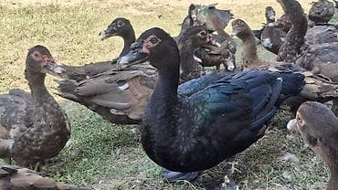 ag baliq: Muscovy ördəkləri (indoutka) — müxtəlif rəng çalarlarında sürü - — 2