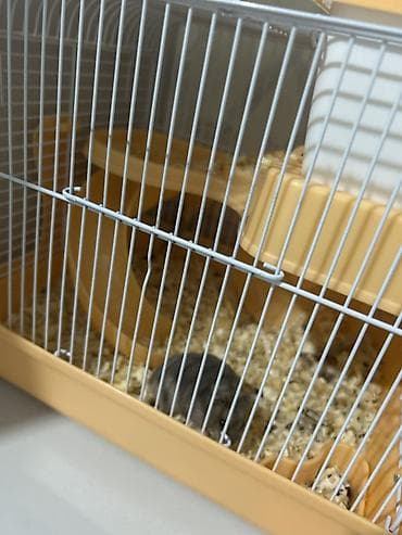 Heyvanlar üçün mallar: Hamster üçün tam avadanlıqlı qəfəs dəsti çinsi qızdı - Material — 1