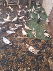 quş yuvasi: 4 manat Təsvir: - Növlər: müxtəlif rəng və naxışlarda ev/oyun — 16