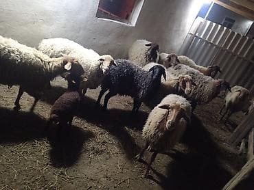 sabuncu it bazari 2024: Dişi, Qala, il: 1, 50 kq, Damazlıq, Ünvandan götürmə — 2