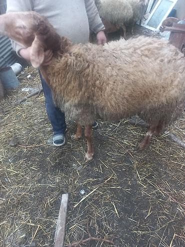 Qoyun – ətlik/yunlu yerli tip - Cins tipi: yerli ətlik‑yunlu lalafo.az -da Qoyun – ətlik/yunlu yerli tip - Cins tipi: yerli ətlik‑yunlu