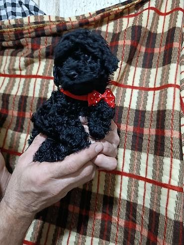 it qovan cihaz: Pudel — 1