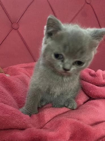 Boz rəngli balaca pişik balaları - Cinsə bənzər görünüş: qısa tüklü