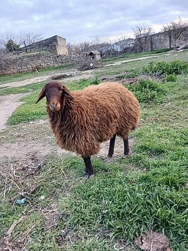 Quşlar: Dişi, il: 1, Ətlik — 3