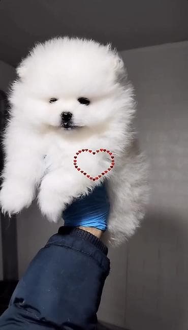 Digər heyvanlar: Şpitz — 1