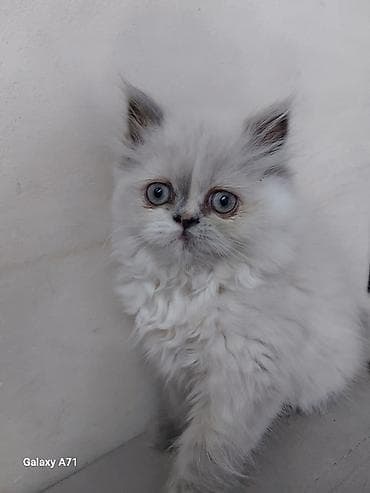 Fars lalafo.az -da Fars
