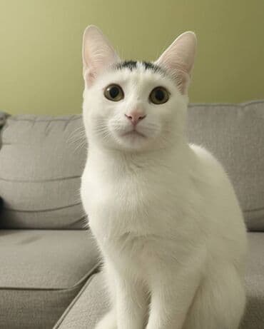 ən ucuz pişiklər: Dişi, Yaxşı əllərə — 1