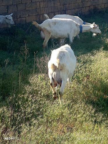 С/х животные и товары: 6 ədəd ana 1 ədəd 3 aylığ erkəy Sanni keçiləri satılır günə 2-3-4-5 — 1