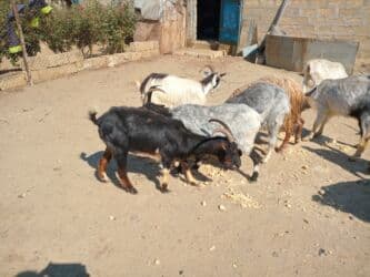 cins ineklerin satisi 2019: Dişi, il: 1, 18 kq, Damazlıq — 5