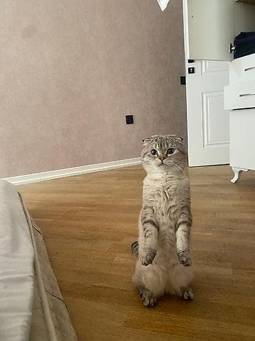 Digər heyvanlar: Şotland yastı qulaq, Erkək, Cütləşmə üçün — 1