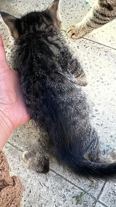 ağ pişikler: Tabbi, Erkək — 7