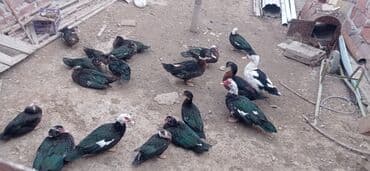 Dişi, | Lal ördək, Ətlik