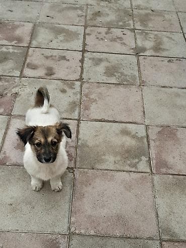 Zvonok, 3 ay, Dişi, Ünvandan götürmə