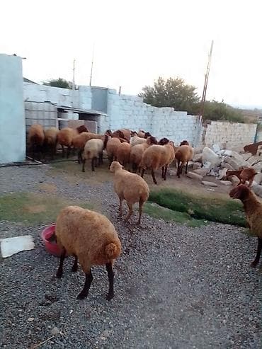 ucuz colpalar: 27 baş kom heyvan satılır istəyən olsa yazsın videosunu atım baxın — 5