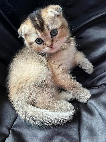 pişik sumkası: Şotland — 9