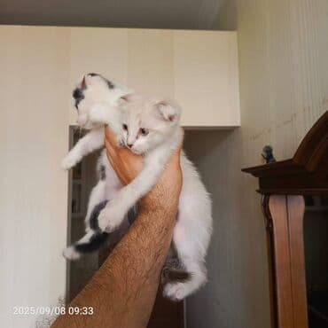 pişiklər üçün bit dərmanı: Сиамская — 2