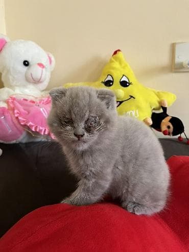 Digər heyvanlar: Şotland yastı qulaq, Yaxşı əllərə, Ünvandan götürmə — 2