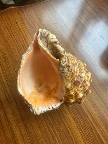 говорящие мягкие игрушки: Rakuşka — 2