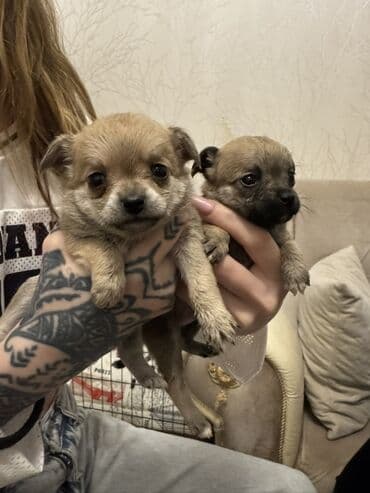 İtlər: Çixuahua — 1