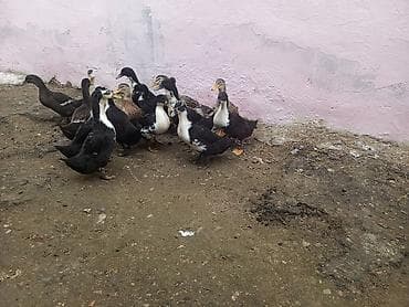 kent cüceleri: Toyuq cücələri, Ətlik — 7