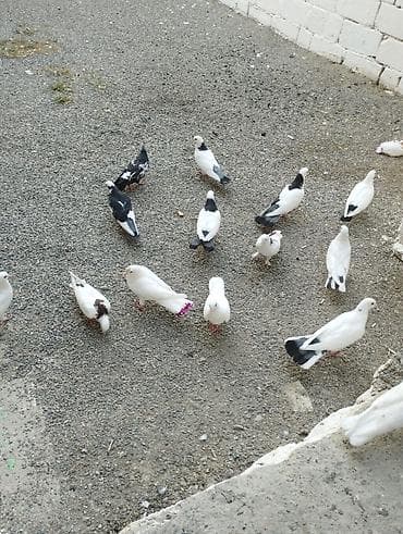 tovuz quşu qiyməti: Hoptum satilir 1ededi 15 aznden icinde deste boynugulluler ucanlar — 5