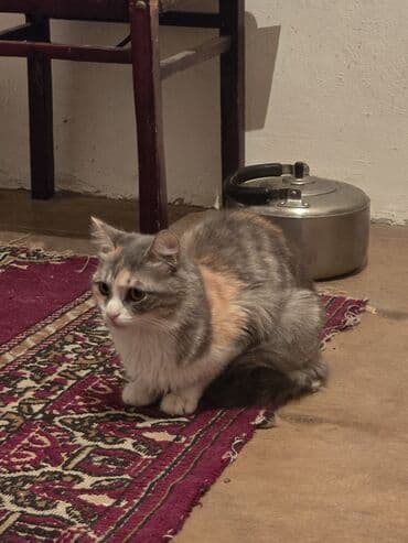 böyüməyən pişik: Yaxşı əllərə — 5