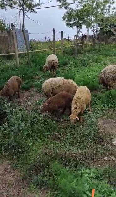 Məhsul: Qoyun sürüsü 5 orta yaş dişi qoyun 5 Eded quzu 5-6 ayliq