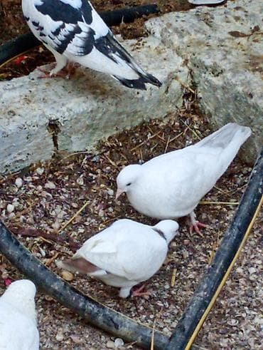 Quşlar: Goyercinler ciiii balalar.ucuwlarina oynagkarina cvbdehem nomrede — 7