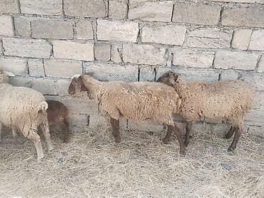 satdig quslar: Salam tam saglam heyvanlar satilir qoyun quzu keci cepis qoc kime ne — 4