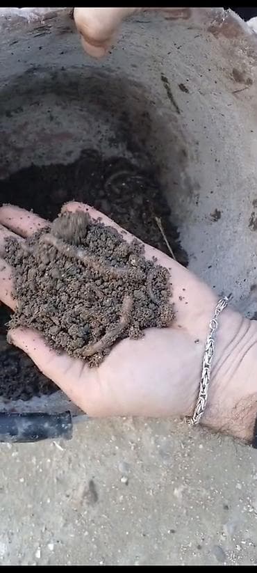 Canlı torpaq qurdları – bağçılıq və balıqçılıq üçün - Məhsul: Canlı