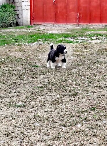 BYD: İt balası – qara-ağ rəngdə, qısa tüklü, sinəsi, pəncələri və burnu ağ — 1