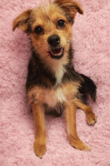 it satisi baki: Yorkşir teryer, Erkek, Peyvəndli — 1