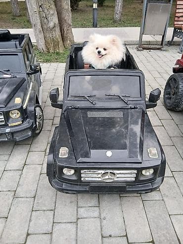 pomera: Şpitz — 3