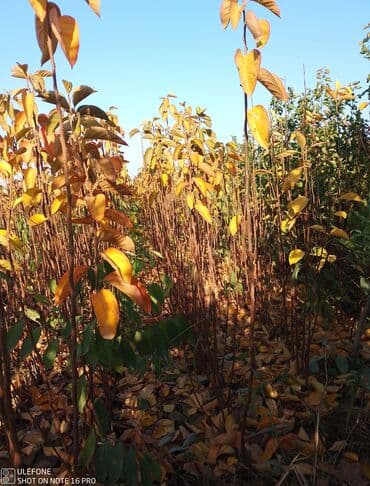 kağız doğrayan aparat: Meyvə tingləri satışdadır və sağlam zəmanətli sifariş verə bilərsiz — 8