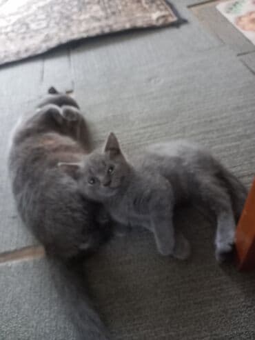 sarı pişik: Şotland, Dişi, Yaxşı əllərə, Ünvandan götürmə — 5