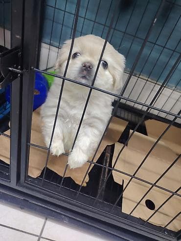 itlə: Pekines — 1