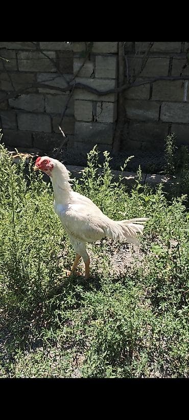 karella quş: Heyratı beçə 6 aylıq .qiymətə görə narahat etməyin barter — 2