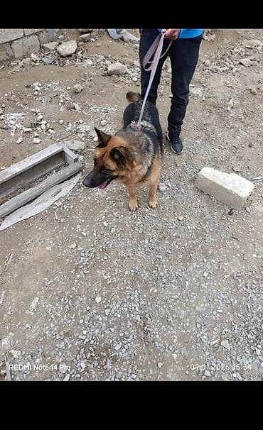 Alman çoban iti, 2 il, Dişi, Peyvəndli, Ünvandan götürmə