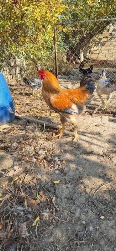 doberman balasi qiymeti: Xoruz.6 aylıq.Öz həyətimin toyuqlarının balasıdı.Heç bir vaksin və — 4