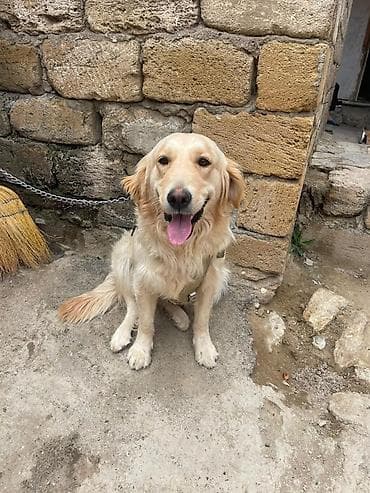 alabay itleri: Retriever, 1 il, Dişi — 1