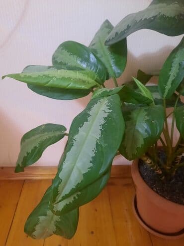 комнатные растения баку: Aglaonema
Çatdırılma var — 1