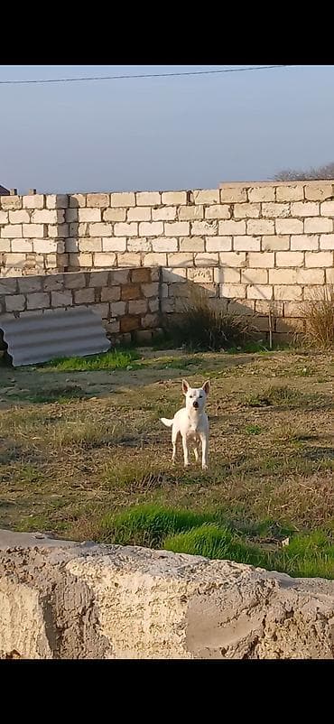 satliq itler: 1 ay, Erkek, Ünvandan götürmə, Ödənişli çatdırılma, Rayonlara çatdırılma — 7