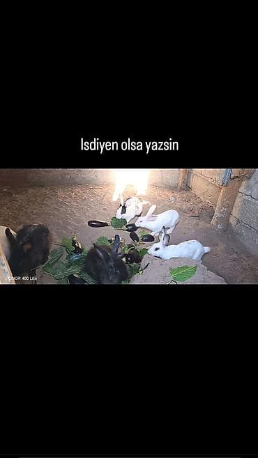 ev quşlarının satışı: Dosanar satliri isdiyen elaqe vacap biri 5 azn — 1
