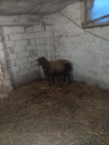 Телята: Sağlamdı 2ci qarına qoça gəlib. Ünvan Novxanı — 7